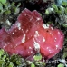 scorpionfish_leaf_ni_h_0050_pal0166.jpg